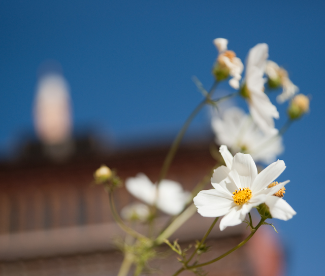 _DSC9926.jpg - SONY DSC