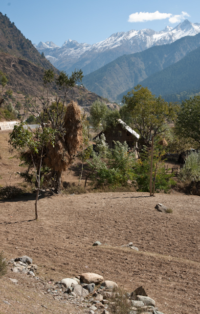 _DSC9613.jpg - Storage in the trees