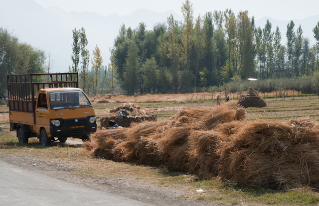 _DSC9380.jpg - Rice straw ready for hauling away