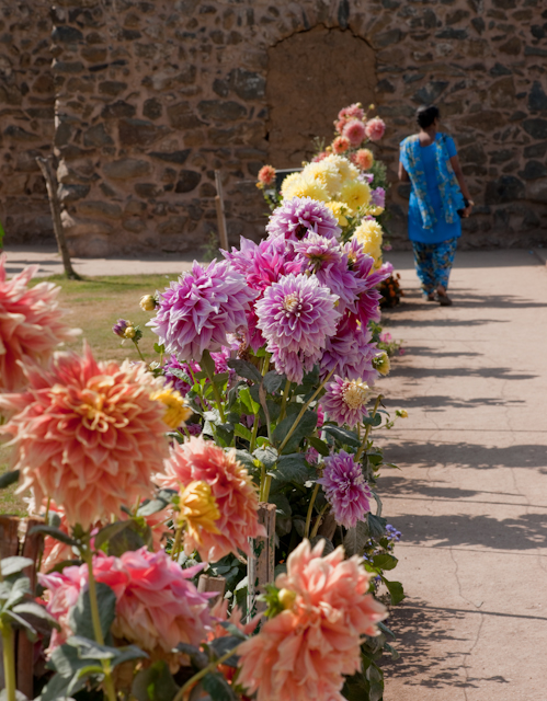 _DSC9531.jpg - Moghul Garden