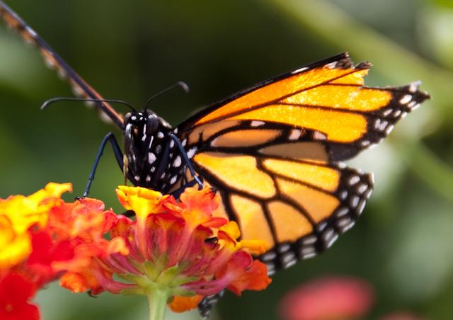 DC_Botanic_Garden_0246.jpg