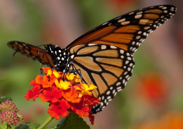 DC_Botanic_Garden_0314_Edit.jpg