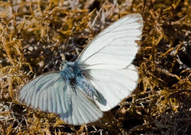 Denali_July_08_01248.jpg - SONY DSC