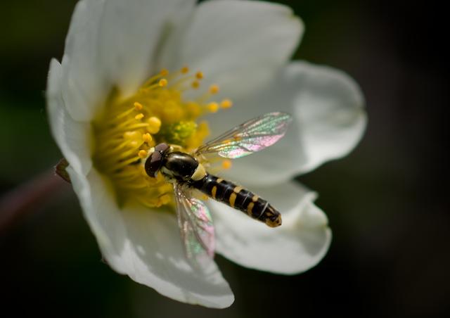 Denali_July_08_01267.jpg - SONY DSC