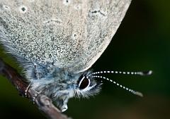Denali_June05_IMGP9452