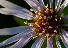 Fairbanks_Flowers_0270