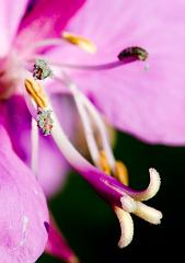 Fairbanks_Flowers_0968