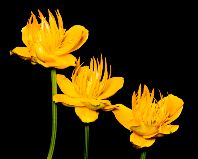 A0001875.jpg - Yellow flowers. Gorgeson Botanic Garden, Fairbanks 16x20 matted