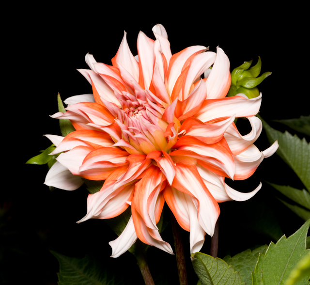 A0001938.jpg - Dahlia, FNSB Library   Canvas and 16x20 matted