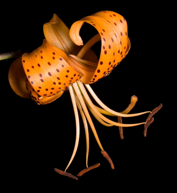 A0002482.jpg - Tiger Lily, Gorgeson Botanical Garden 16x20 matted