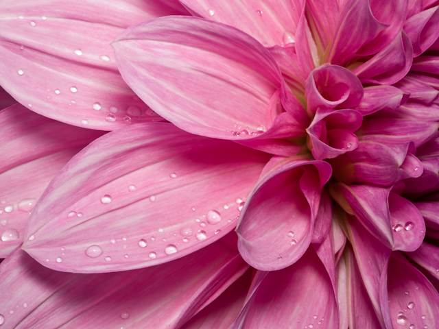 A0002531.jpg - Dahlia, Alaskaland 20x24 framed