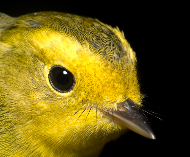 Bird_banding_Aug_11_08_053019.jpg - Wilson's Warbler, Fairbanks 20x24 framed