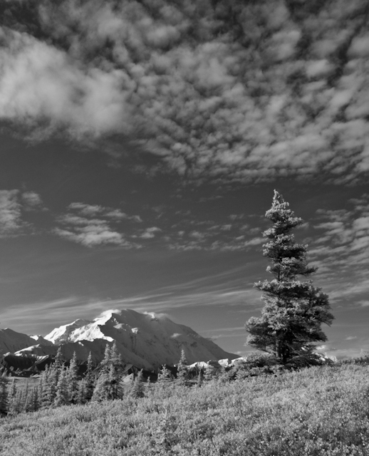 Denali_Aug_08_0725.jpg - Denali Sprice, infrared, Canvas