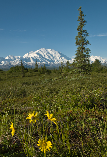 Denali_July_08_052079.jpg - Denali Morning, Canvas