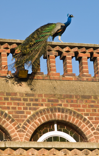 England_May_08_00069.jpg - Peacock, Holland Park, London UK 20x24 framed