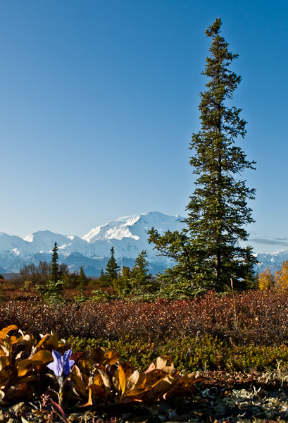 A0005215_Edit.jpg - 21x32 canvas.  Denali, Denali National Park, Alaska