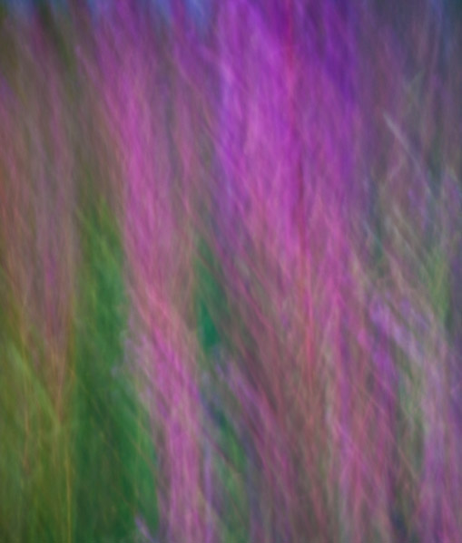 _DSC8195.jpg - 21x25 canvas.  Fireweed Blur, Parks Highway, Alaska