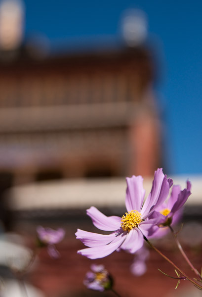 _DSC9938.jpg - 21x32 canvas.  Cosmo flower, Itkse Monastery, Leh, India