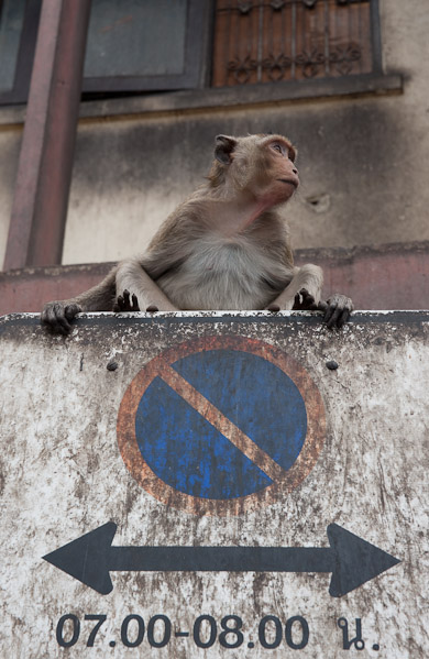 Thailand_OctNovDec_2010_Lopburi_6866.jpg - Parking monitor