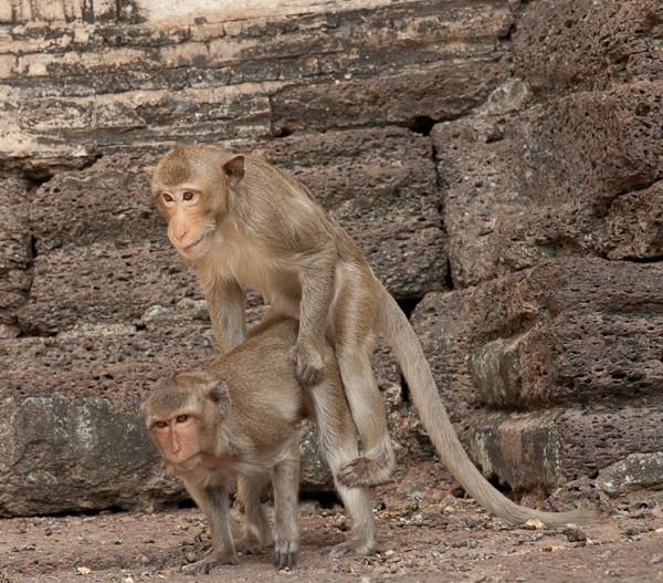 Thailand_OctNovDec_2010_Lopburi_6894.jpg - Not six legs!
