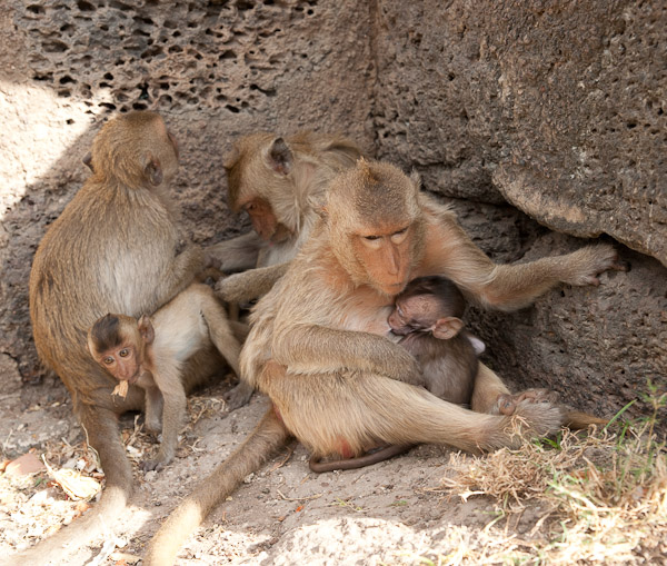 Thailand_OctNovDec_2010_Lopburi_6937.jpg
