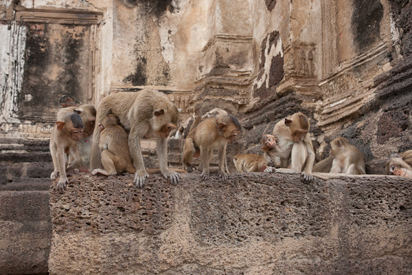 Thailand_OctNovDec_2010_Lopburi_6946.jpg