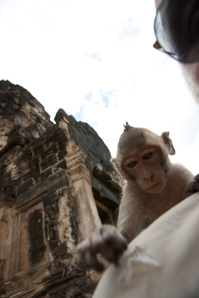 Thailand_OctNovDec_2010_Lopburi_6980.jpg - How did this tear happen?  The young monkeys liked to climb on people.