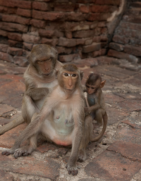 Thailand_OctNovDec_2010_Lopburi_7033.jpg