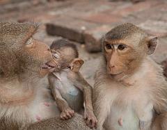 Thailand_OctNovDec_2010_Lopburi_7051