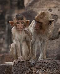 Thailand_OctNovDec_2010_Lopburi_7065