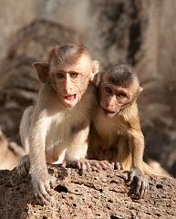 Thailand_OctNovDec_2010_Lopburi_7159