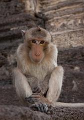 Thailand_OctNovDec_2010_Lopburi_7181