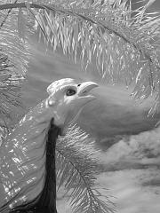 Thailand_OctNovDec_2010_Ayutthaya_Infrared_2663