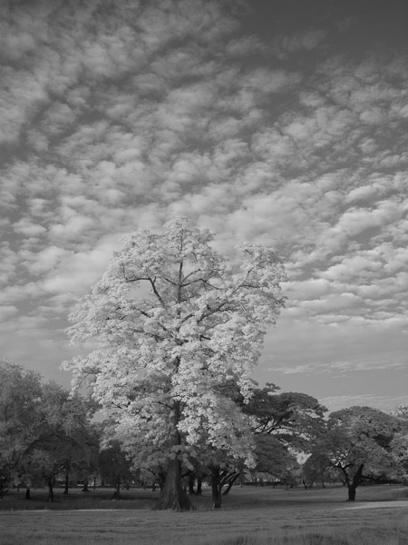 Thailand_OctNovDec_2010_Ayutthaya_Infrared_2584.jpg