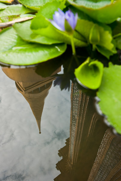 Thailnd_Bangkok_OctNovDec_2010_5961.jpg - Reflection in waterpot with vegetation.  Lots of pots with vegetation in Thailand, usually with small fish (guppies) in the water.