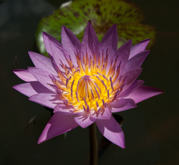 Thailand_Bangkok_OctNovDec_2010_2786.jpg - Water lily.  Lots of flowers in the temples in Thailand.