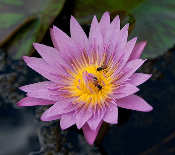 Thailand_Bangkok_OctNovDec_2010_2825.jpg - Bees in water lily.
