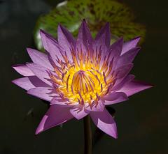 Thailand_Bangkok_OctNovDec_2010_2786