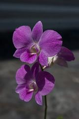 Thailand_Bangkok_OctNovDec_2010_2795