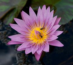 Thailand_Bangkok_OctNovDec_2010_2825