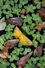 Thailand_OctNovDec_2010_Chiang_Mai_3064