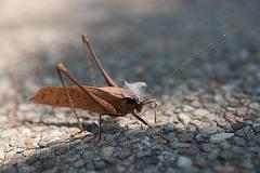 Thailand_OctNovDec_2010_Chiang_Mai_3068