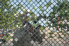 Thailand_Chiang_Mai_OctNovDec_2010_3236