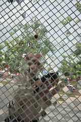 Thailand_Chiang_Mai_OctNovDec_2010_3925