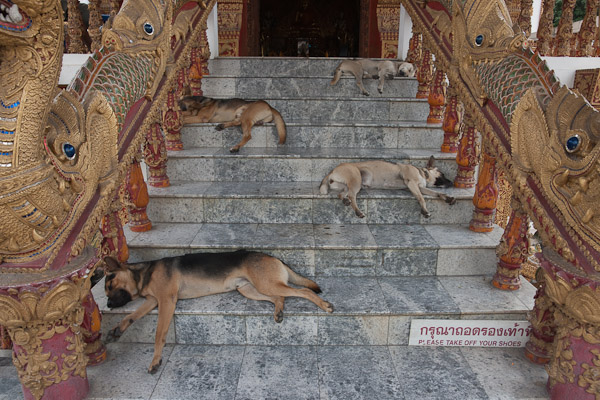 Thailand_Chiang_Mai_OctNovDec_2010_3372.jpg - Four watchdogs to make sure you take off your shoes!