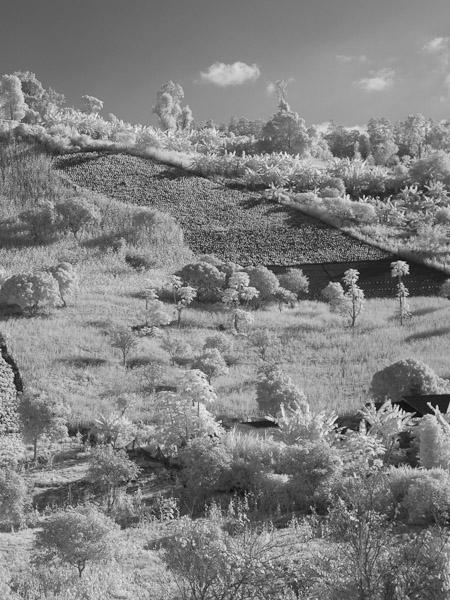 Thailand_OctNovDec_2010_Infrared_2267.jpg