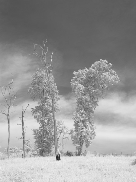 Thailand_OctNovDec_2010_Infrared_2299.jpg