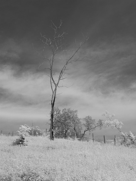 Thailand_OctNovDec_2010_Infrared_2304.jpg