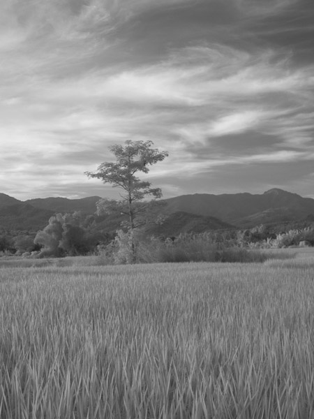 Thailand_OctNovDec_2010_Infrared_2323.jpg