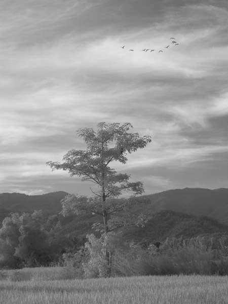 Thailand_OctNovDec_2010_Infrared_2327.jpg